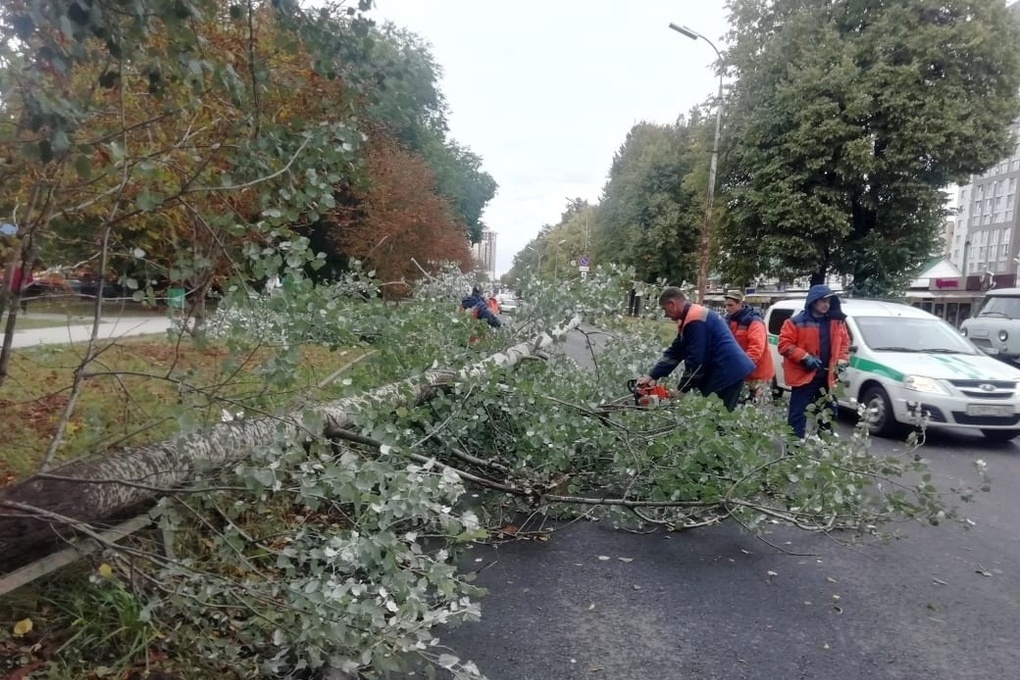 Дерево упало на дорогу