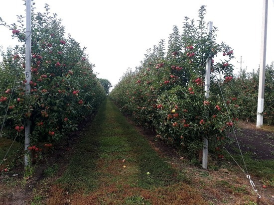 В Ракитянском районе Белгородской области заготовили свыше 170 тонн яблок