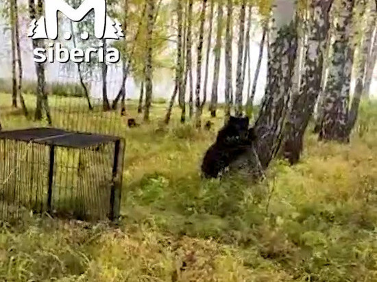 Оставшегося без матери медвежонка поймали в лесу в Новосибирской области