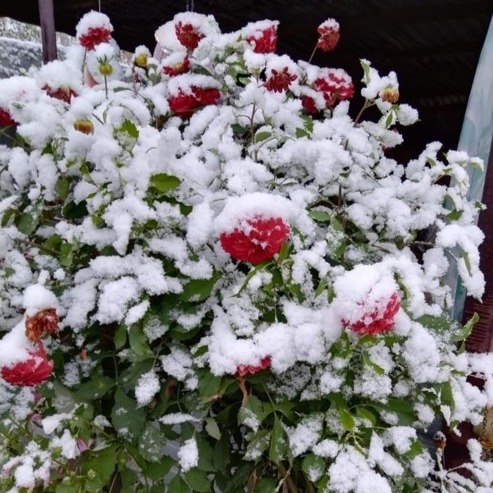 Хабаровске выпал снег. Первый снег Бердск. Хабаровском крае выпал выпал снег. В Хабаровске выпал снег.