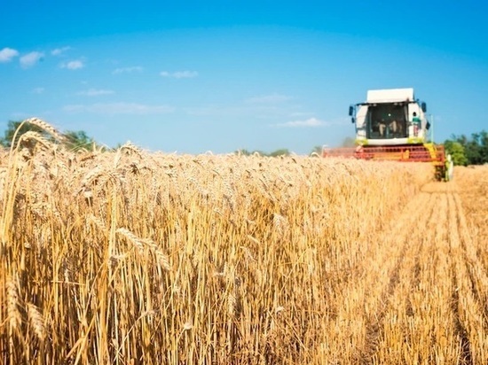 Аграрии Красноярска собрали 1,5 миллиона тонн зерна