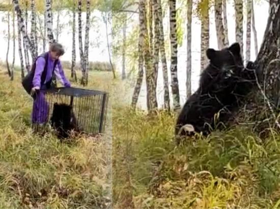 Медвежонка в Новосибирской области незаконно изъяли из природной среды