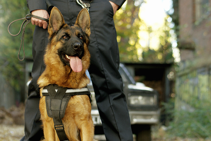 Кинологи назвали топ-5 лучших собак телохранителей