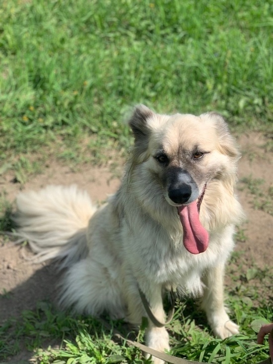 В Суздальском районе отловили 34 злых бездомных собак