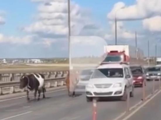 На Солотчинском мосту в Рязани коровы перекрыли движение по одной полосе