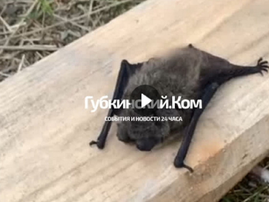Редкая для Севера летучая мышь довела до стресса работниц салона красоты в Губкинском