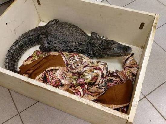 Ветклиника Волховского района приняла самку крокодила, которая скоро станет мамой