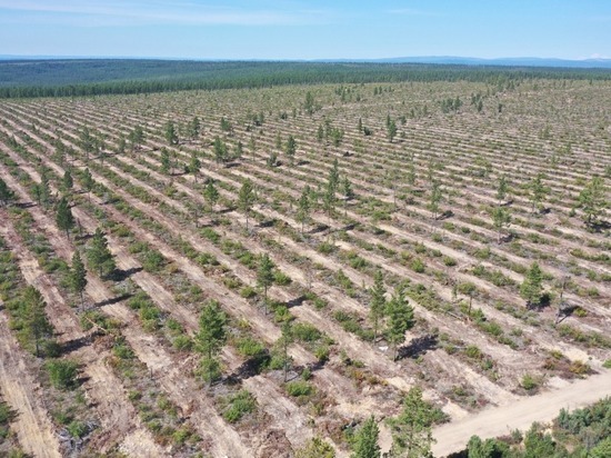 Компания уже три года стоит на страже природного баланса