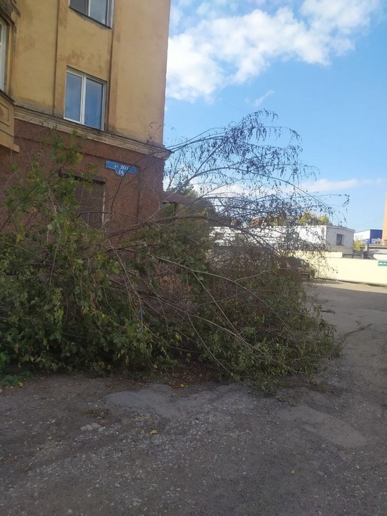 В Новокузнецке с корнем вырвало дерево
