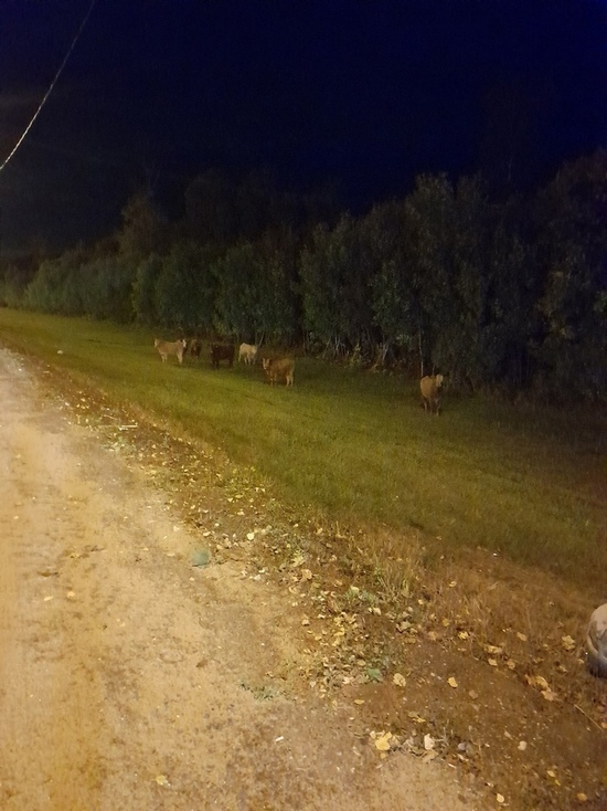 В Тверской области на обочине трассы М-10 сами по себе гуляют коровы