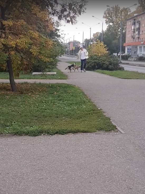 Агрессивные собаки преследуют прохожих в Новокузнецке