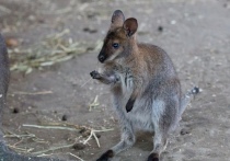 Сотрудники барнаульского зоопарка «Лесная сказка» обратились к жителям города с просьбой помочь придумать имя подросшему детенышу кенгуру.