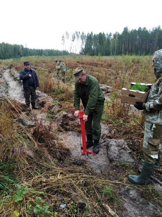 В округе Тверской области начали восстанавливать лес