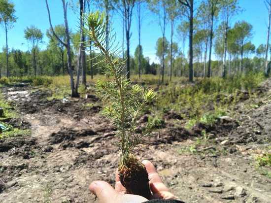 Лесовосстановление в Вологодской области выполнено на 73% от  годового плана