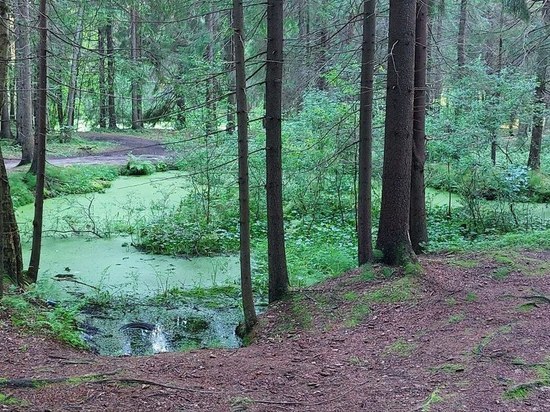 Спасатели нашли тело потерявшегося мужчины в лесу под Тосно