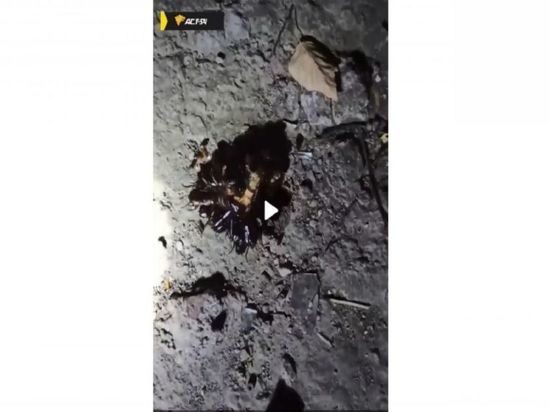 Полчища жирных тараканов заметили во дворе дома в Новосибирске
