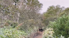 Три способа отогнать медведя показали туристы на Курилах 