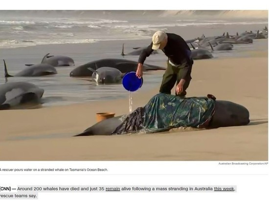 200 китов погибли, выбросившись на мель