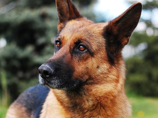 Служебные собаки отработали охрану особо важных объектов в Забайкалье