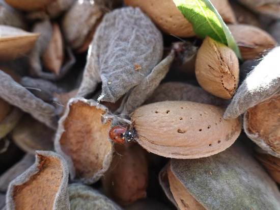 Орехи со спросом: в Крыму созрел миндаль