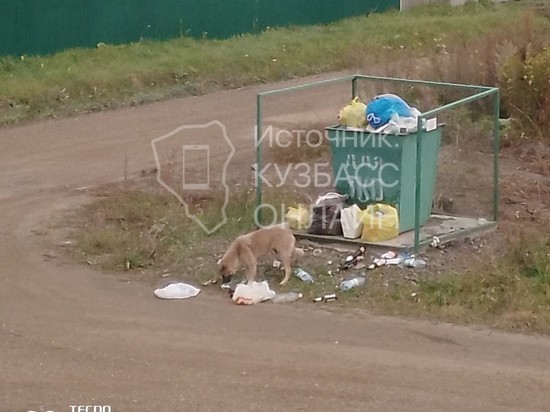Жить стало небезопасно: в кузбасском городе около мусорного контейнера поселились бездомные собаки