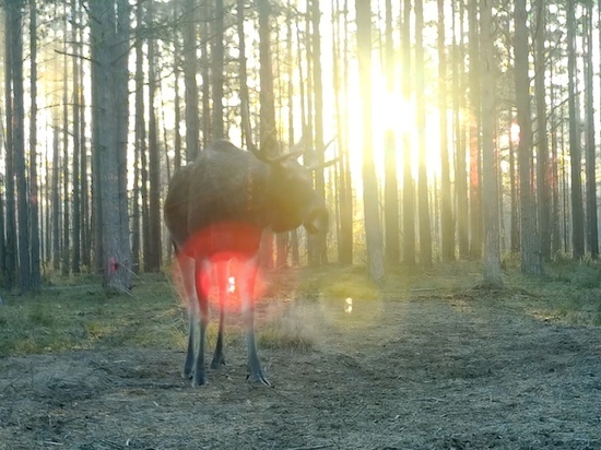Купающийся в лучах утреннего солнца лось попал в фотоловушку в лесу под Всеволожском