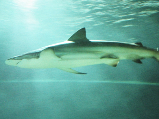 В ЮАР мальчик поймал на удочку 146-килограммовую акулу