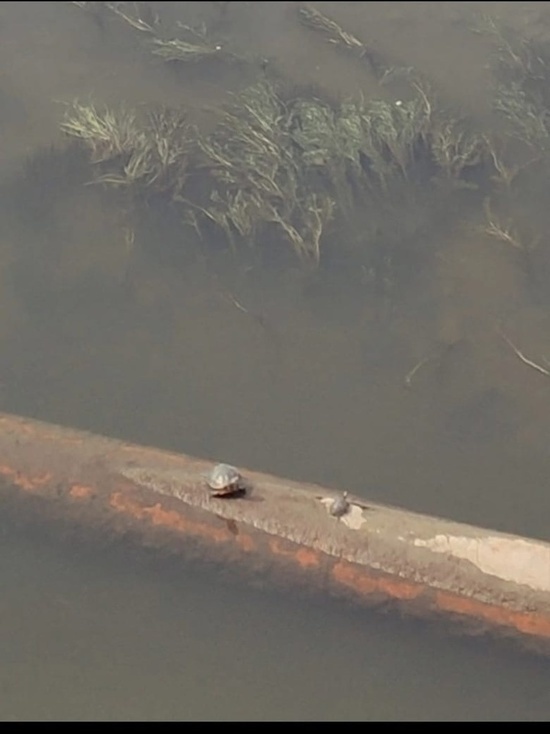 В Астрахани обнаружили принимающих солнечную ванну маму-черепаху и её ребёнка