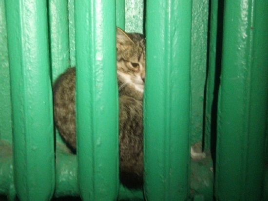 Котенок застрял в батарее в подъезде жилого дома в Екатеринбурге