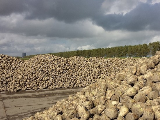 Башкирские аграрии собрали 390 тыс тонн сахарной свеклы