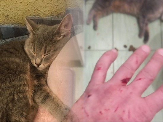 Хозяйка убитой кошки рассказала о жестокости бывшего супруга в Новосибирске