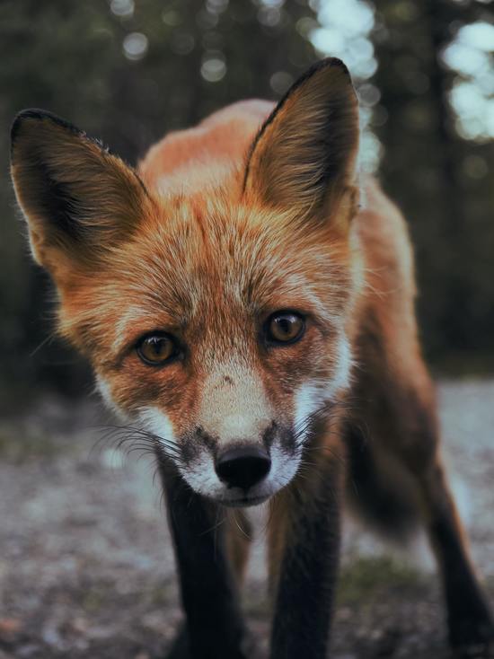 В Смоленске возник очаг бешенства домашних животных