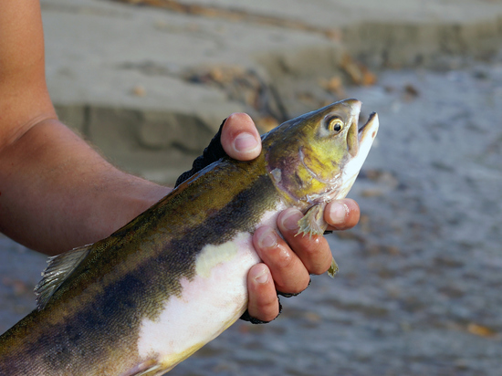 Иск в суд подала окружная прокуратуры.