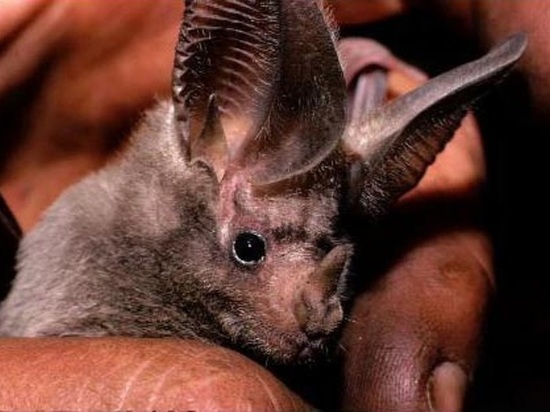 У российских летучих мышей нашли штамм коронавируса Khosta-2