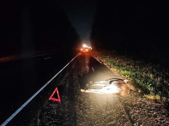 В Ивановской области произошла авария, в которой погиб лосенок