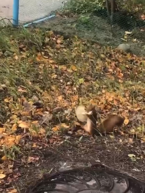 Собирающую грибы белку встретила женщина на улице Ноябрьска