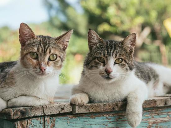 Калининградский Россельхознадзор запретил ввоз 1 200 флаконов вакцины для кошек
