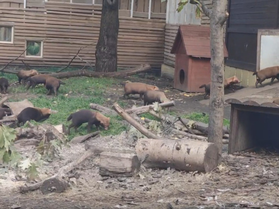 Новыми жильцами калининградского зоопарка могут стать редкие кустарниковые собаки