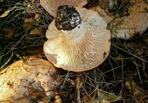 Алтайские грибники собирают грузди и подтопольники в сентябре