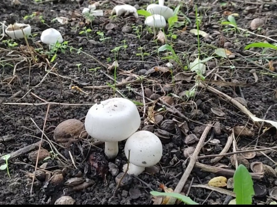 Саратовцы собирают невероятный урожай грибов прямо на дачных участках