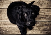 Черный пес смотрит на северян со страничек социальных сетей. Оказалось, что четвероногий потерялся, а интернет-пользователи начали искать хозяев питомца.