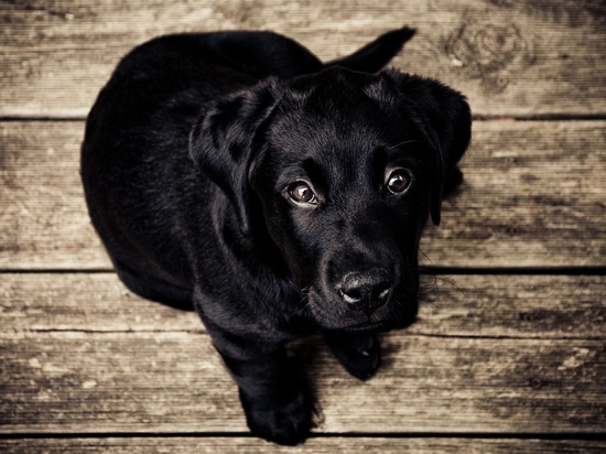В Мурманске ищут хозяев черного пса-потеряшки