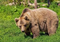 В Косихинском районе местные жители встретились в лесу с медведем