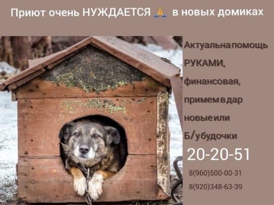 Сотрудники приюта "Майский день" просят помощи у ивановцев