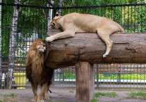 25 сентября в барнаульском зоопарке «Лесная сказка» отметили день рождения льва Алтая