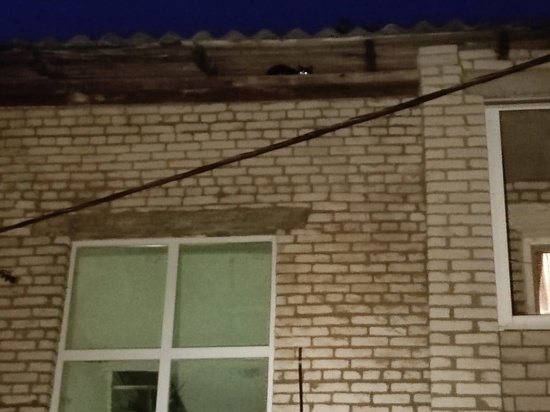 Напуганного котенка спасли с чердака маловишерские пожарные