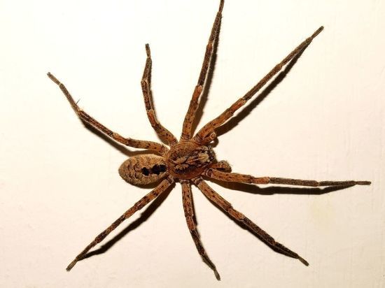 В Германии распространяется ядовитый паук Носферату: насколько он опасен для человека