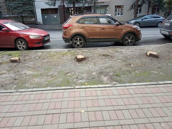 В Брянске спилили голубые ели у четвертой поликлиники