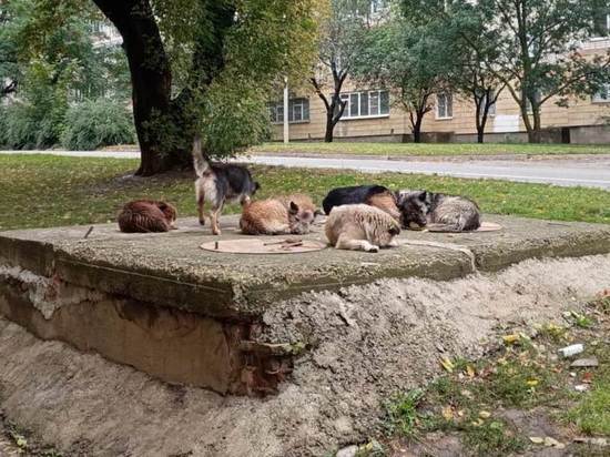 Определен подрядчик строительства приюта для животных в Нальчике