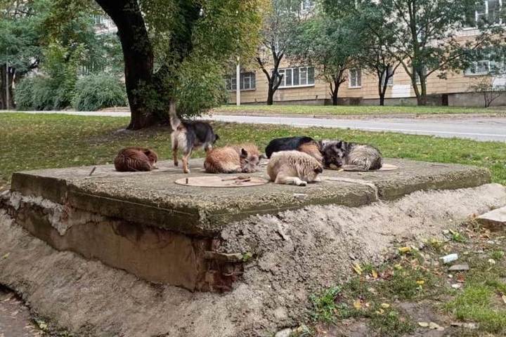 муниципальный приют для животных омск. приют для животных нальчик. ковчег приют для животных смоленск. собачий приют в баку. нальчик собаки.